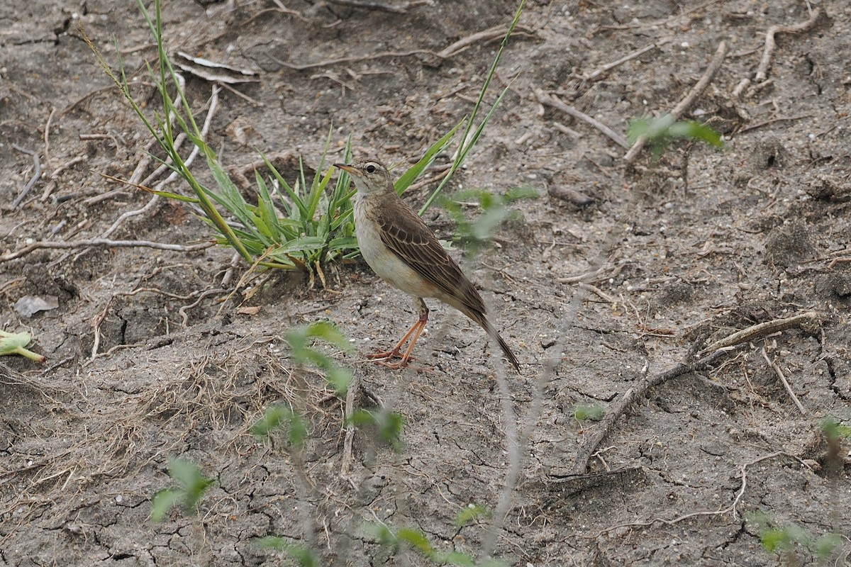 チャイロタヒバリ - ML643358738