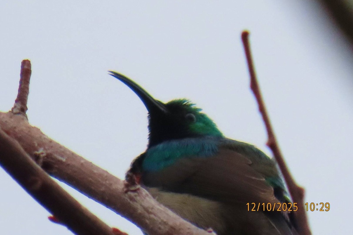 Southern Double-collared Sunbird - ML643358759