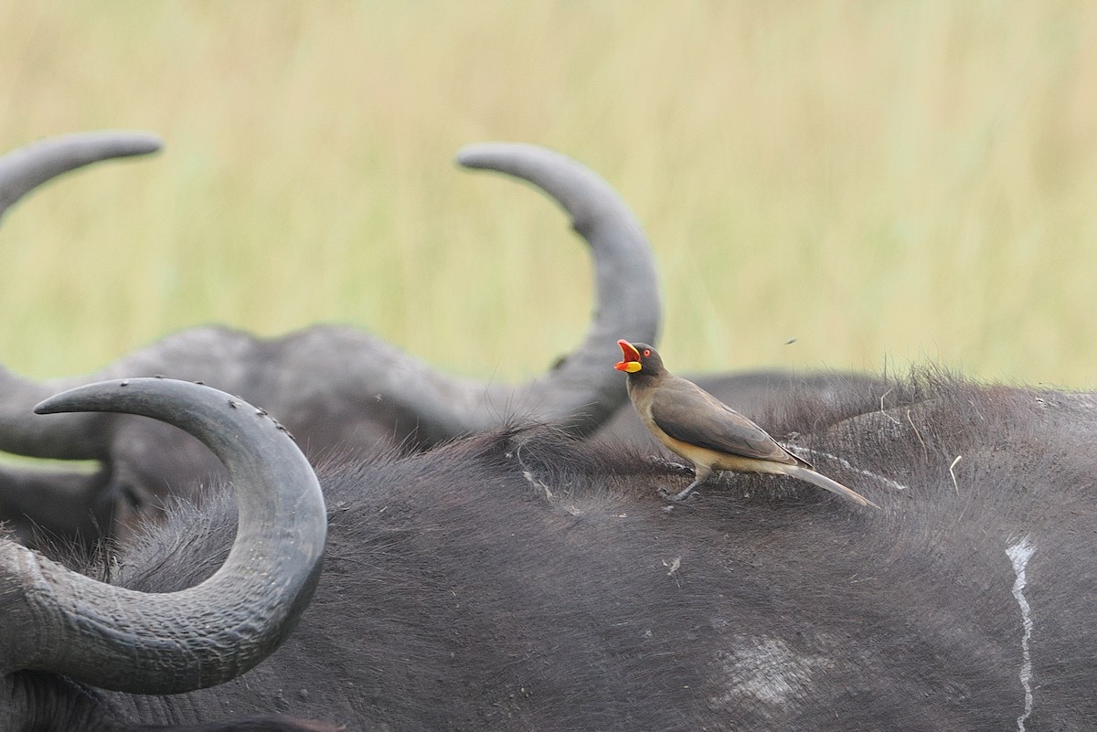 Yellow-billed Oxpecker - ML643358772