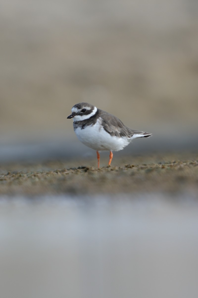Common Ringed Plover - ML643358776