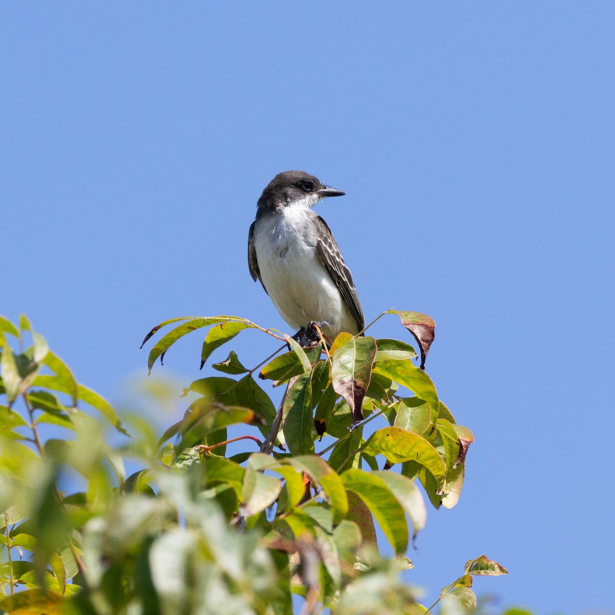 Eastern Kingbird - ML643358777