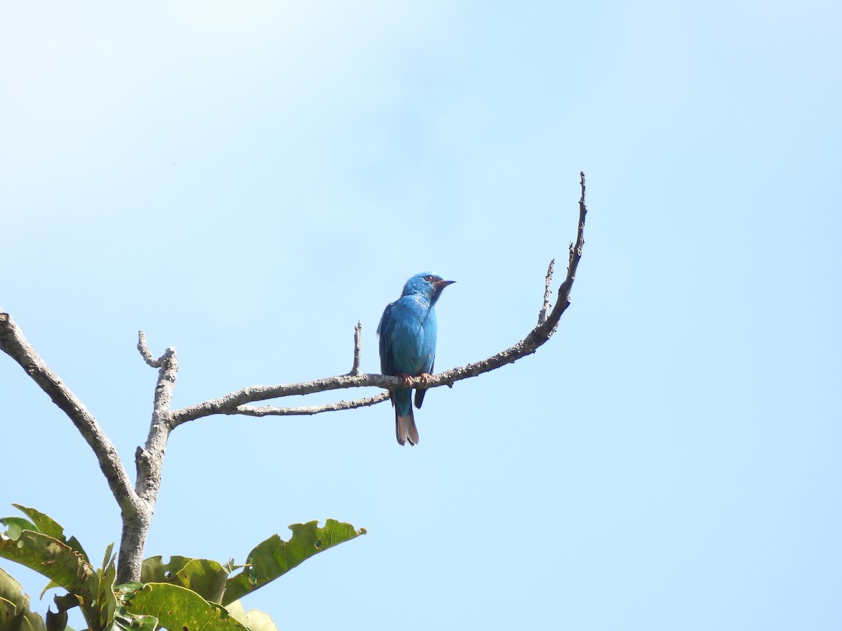 Blue Dacnis - ML643358793