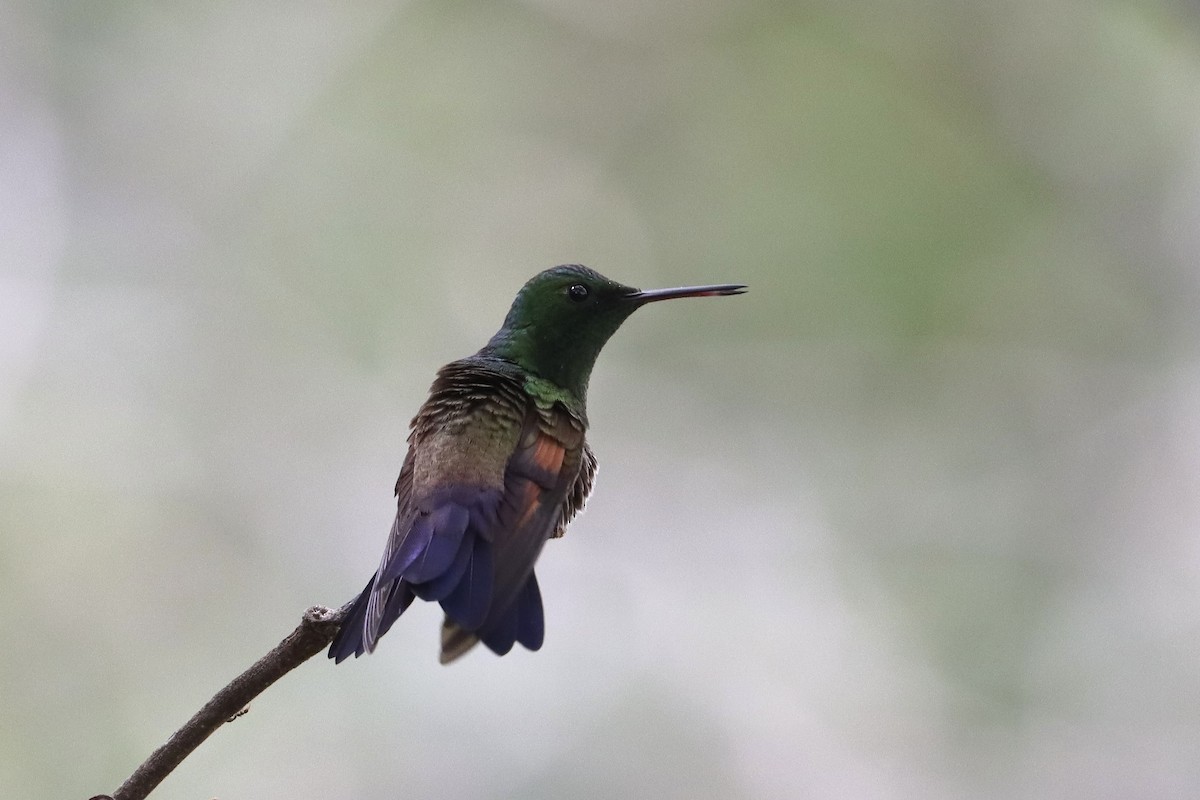 Амазилія-берил синьохвоста - ML643358800