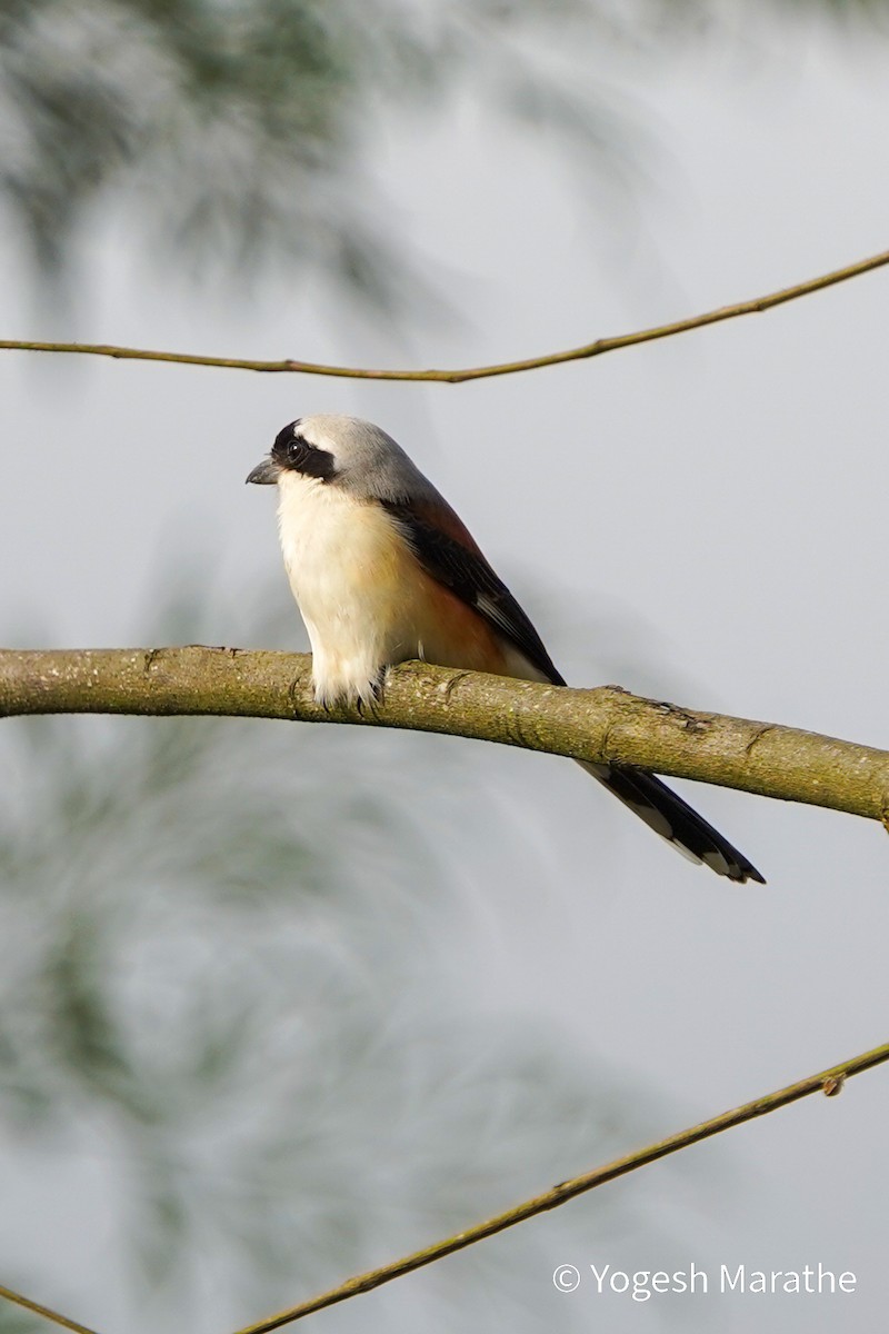 Bay-backed Shrike - ML643358803