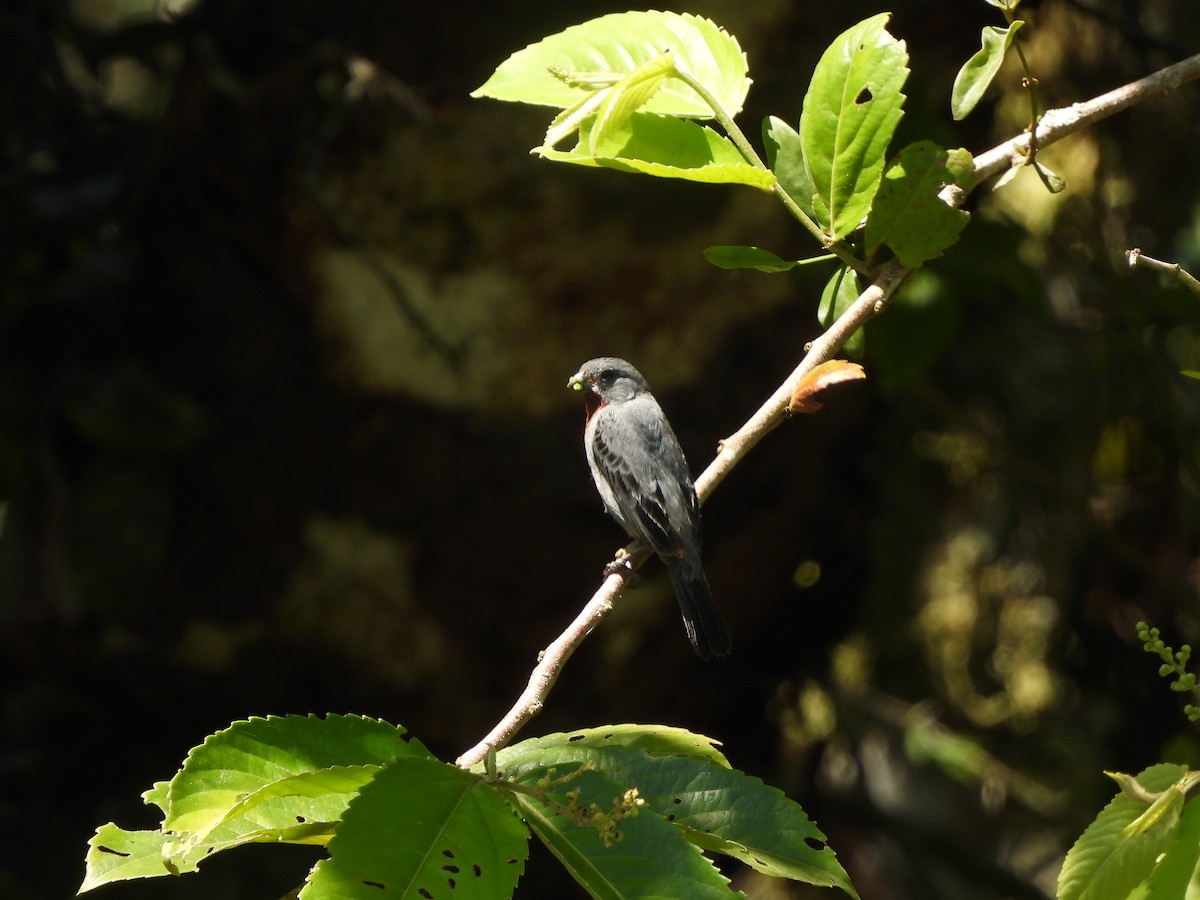 Chestnut-bellied Seedeater - ML643358820