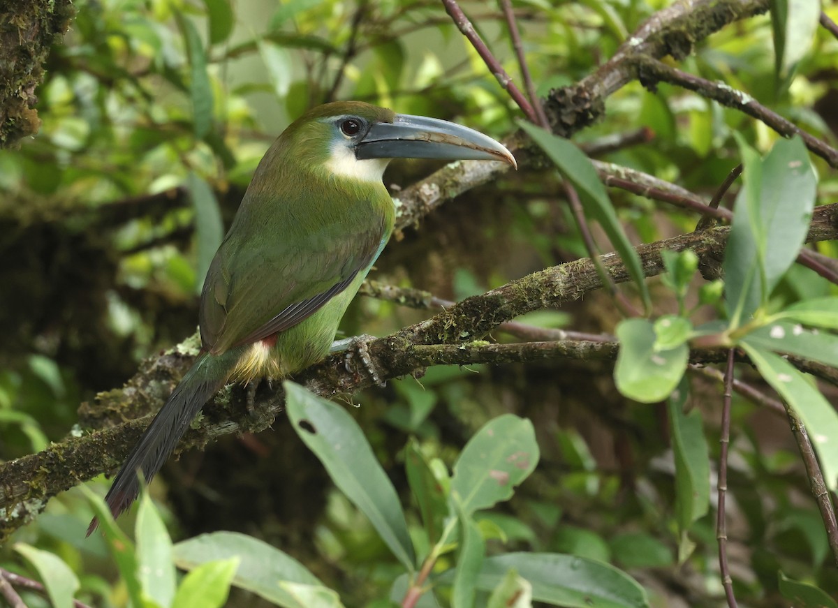 Blue-banded Toucanet - ML643358821
