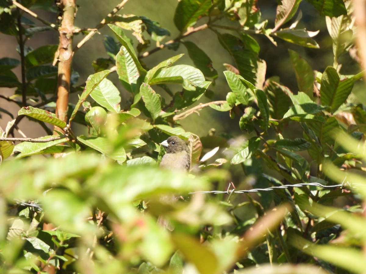 Yellow-bellied Seedeater - ML643358851
