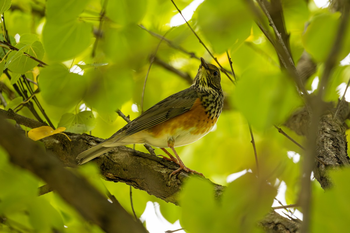 Gray-backed Thrush - ML643358853