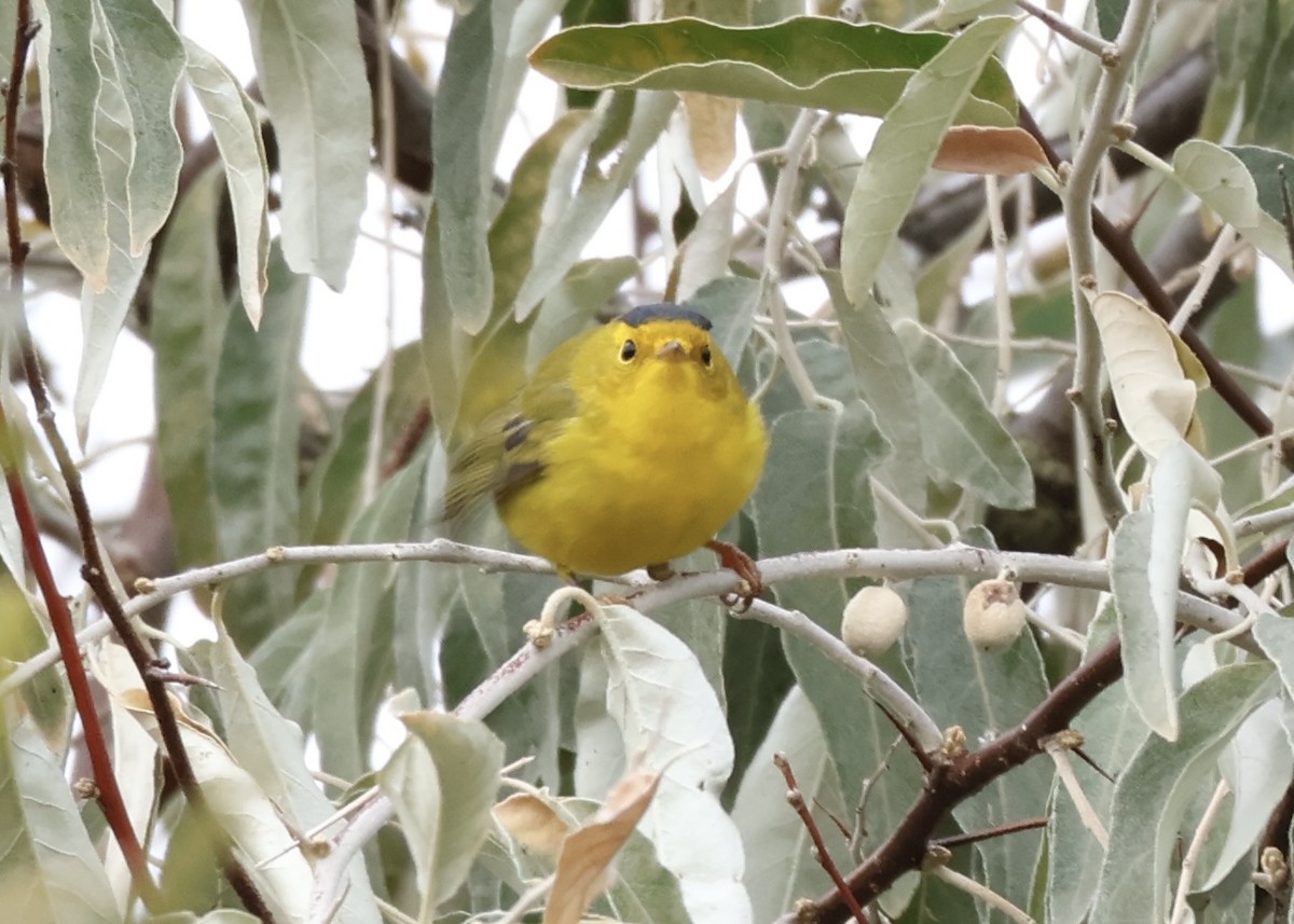 Wilson's Warbler - ML643358857