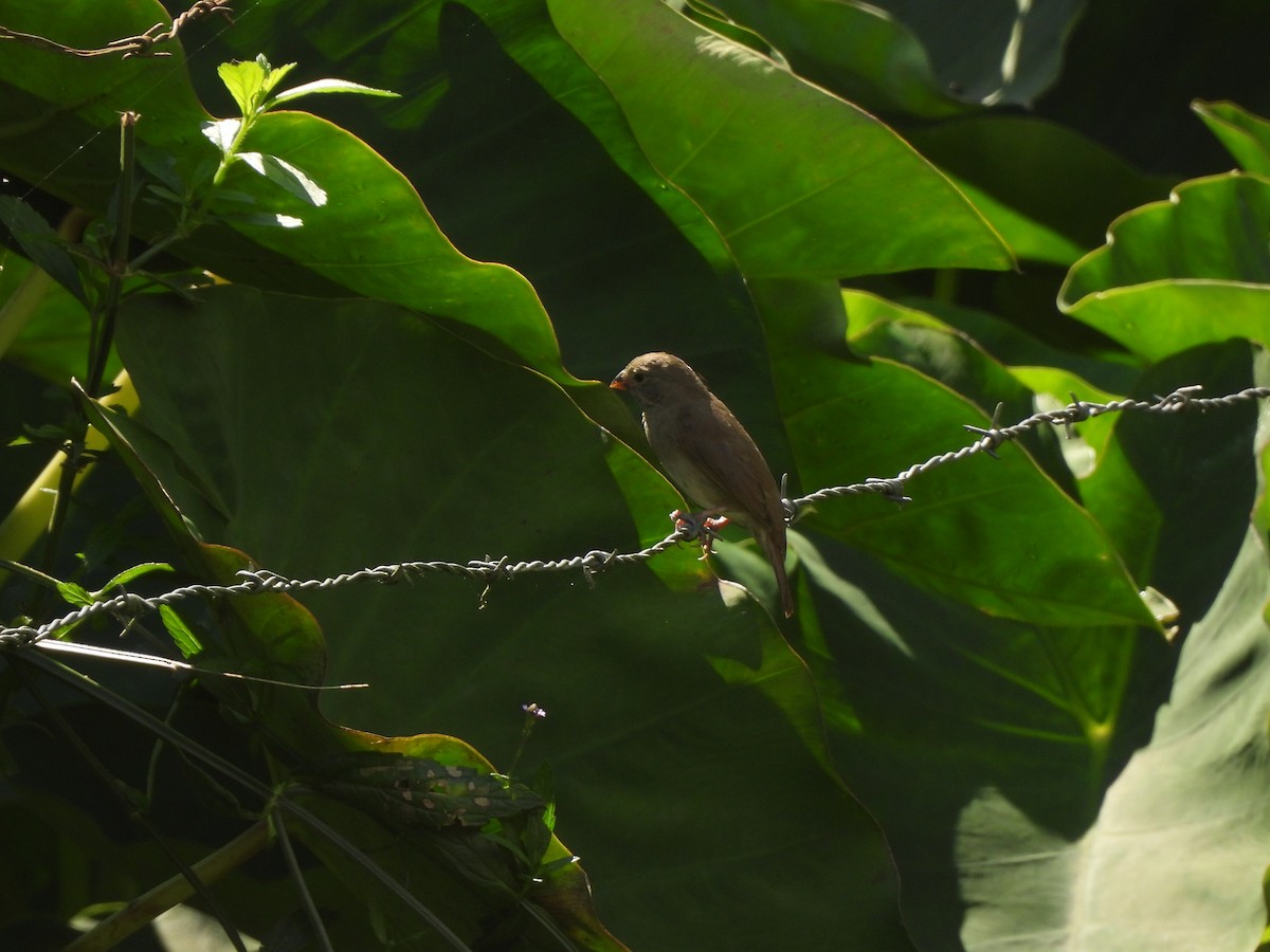 Dull-colored Grassquit - ML643358867