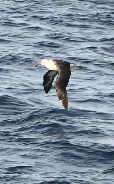 Laysanalbatros - ML643358870