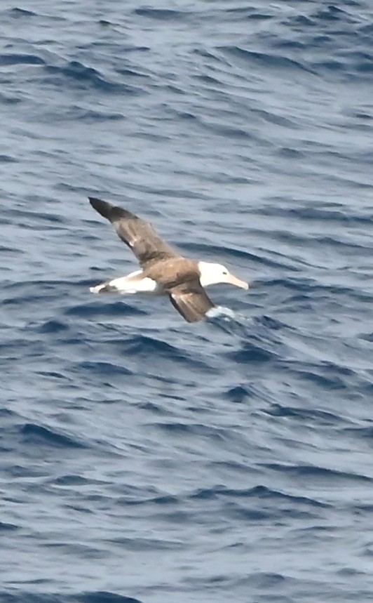 Laysanalbatros - ML643358871