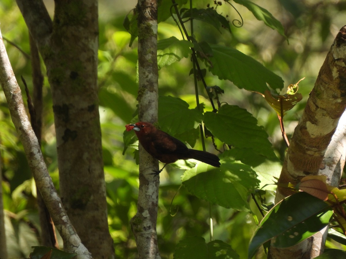 Silver-beaked Tanager - ML643358896