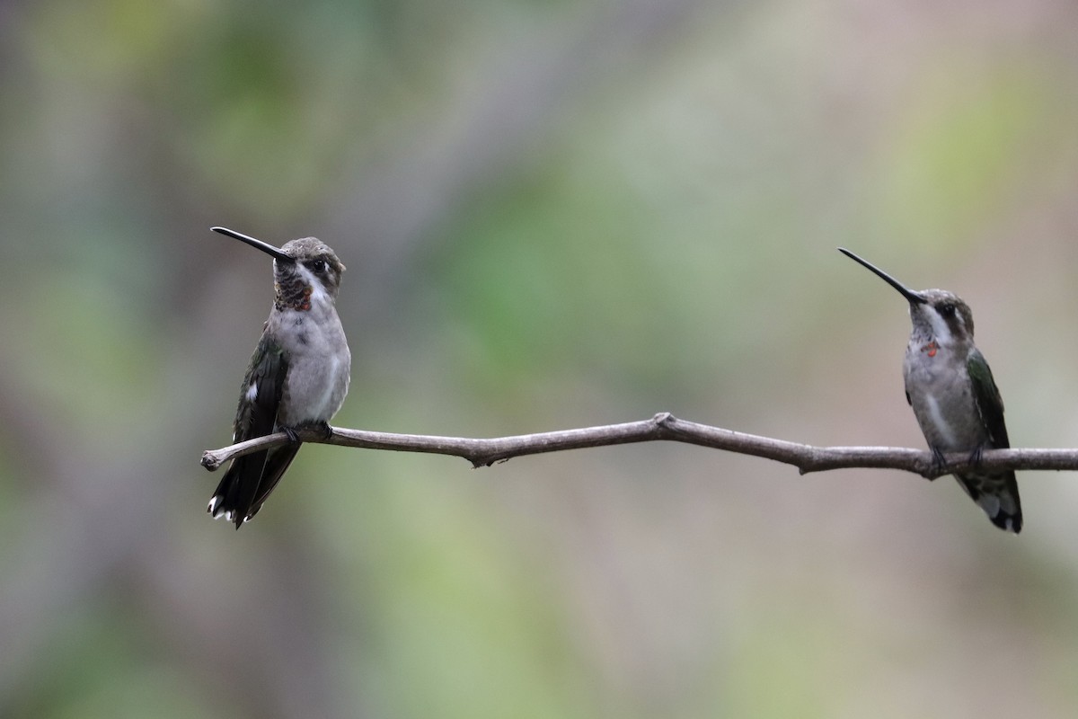 Plain-capped Starthroat - ML643358907