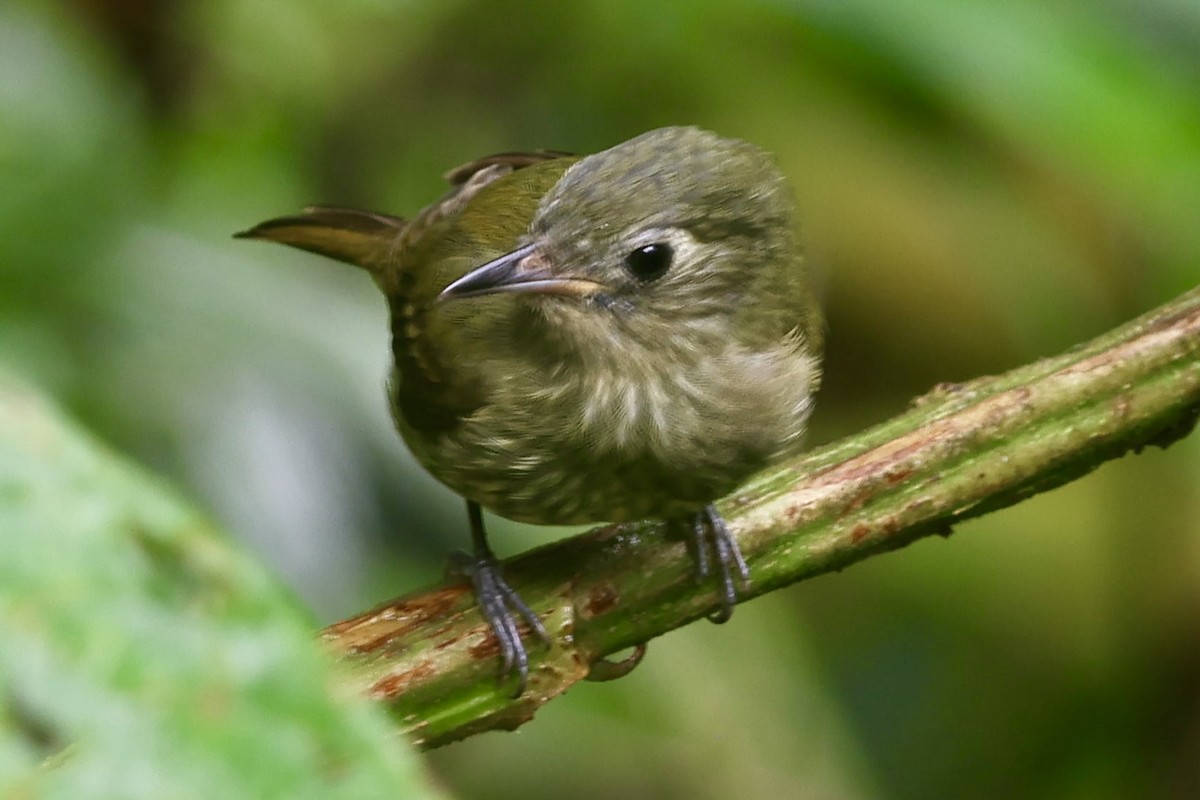 Olive-striped Flycatcher - ML643358923