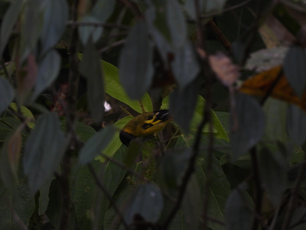 čížek jihoamerický - ML643358934