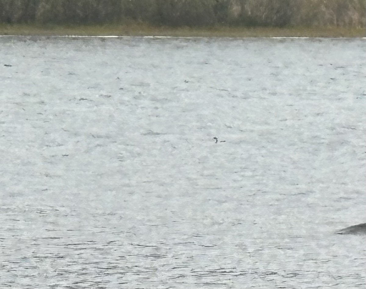Pied-billed Grebe - ML643358935