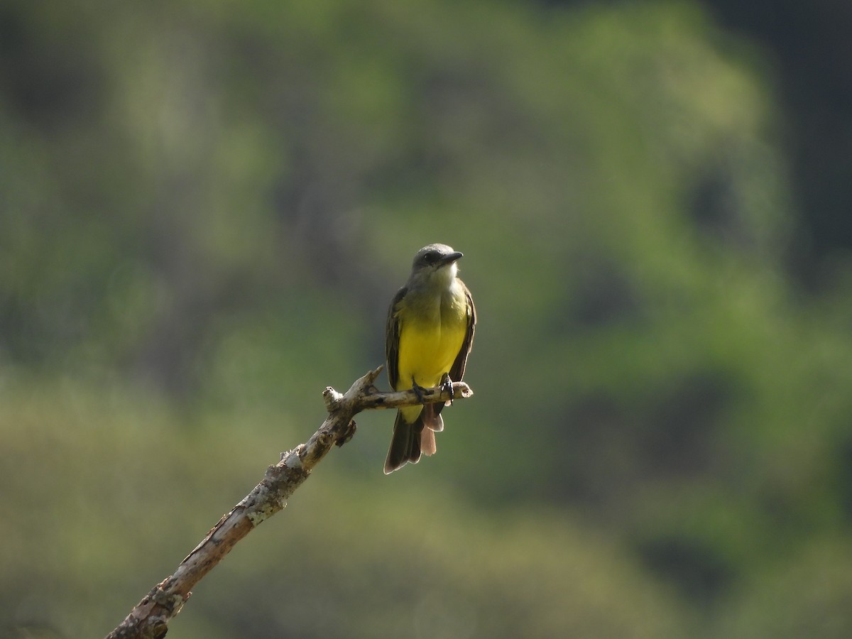 Tropical Kingbird - ML643358960
