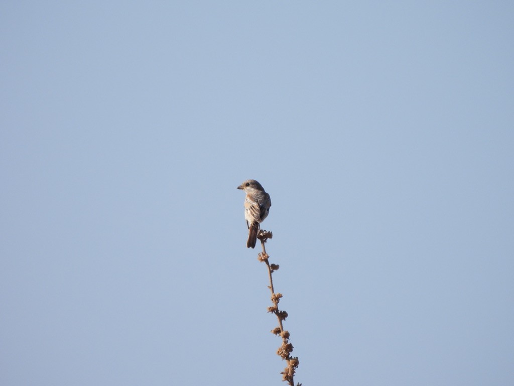 Averla capirossa - ML643358973