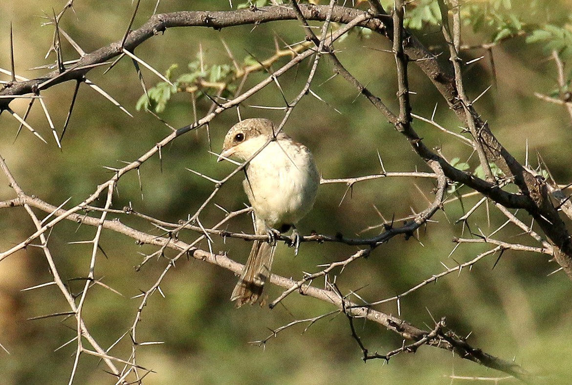 Индийский жулан - ML643358984