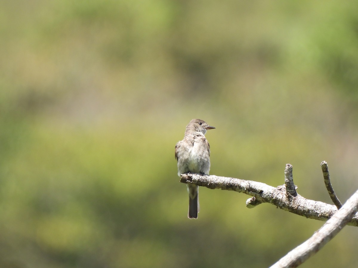 Western Wood-Pewee - ML643358993