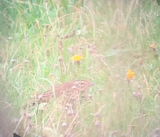 Pipit à dos olive - ML643359008