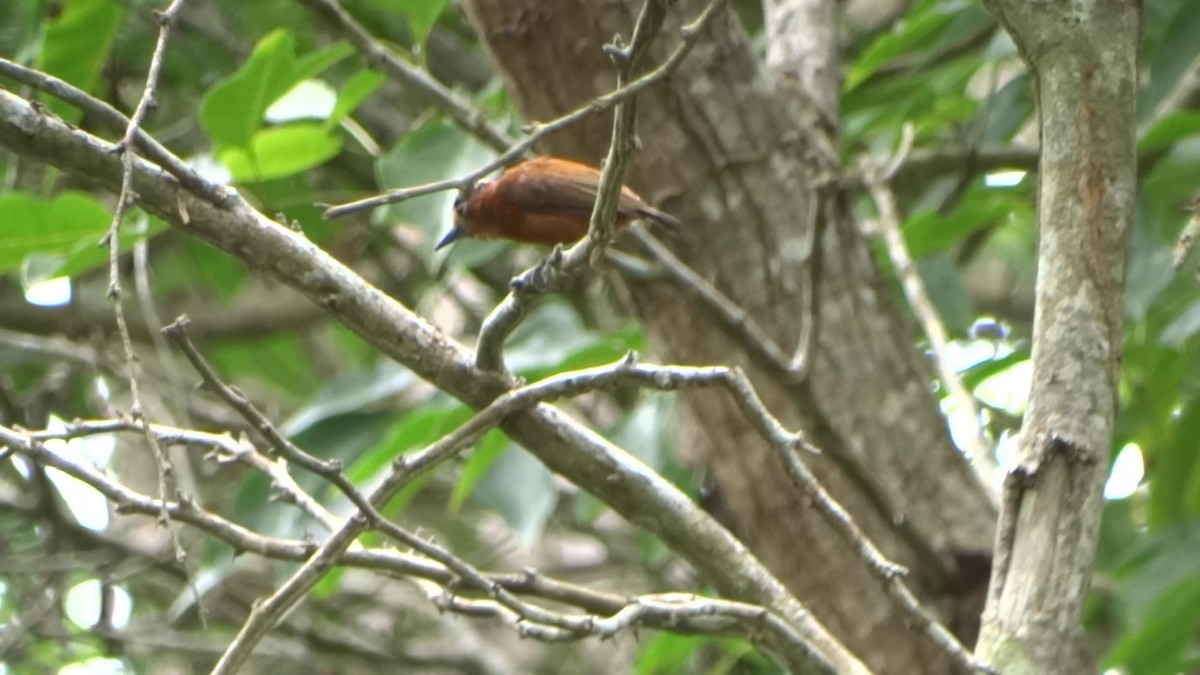 Chestnut Piculet - ML643359010