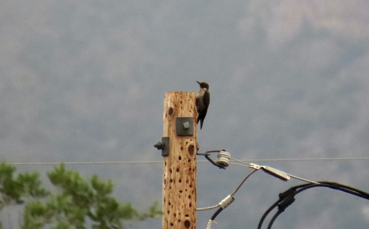 Lewis's Woodpecker - ML643359012