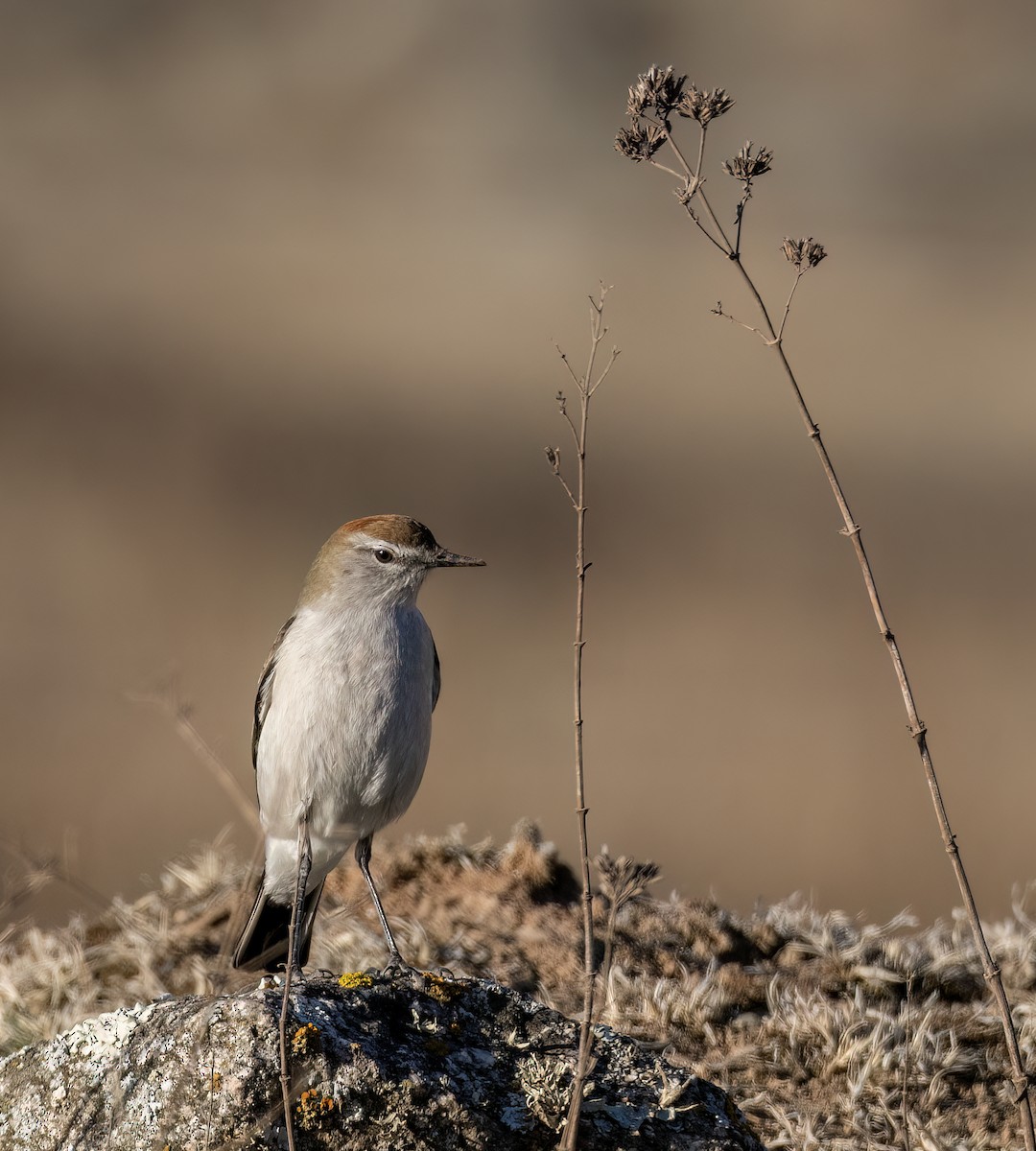 White-browed Ground-Tyrant - ML643359016