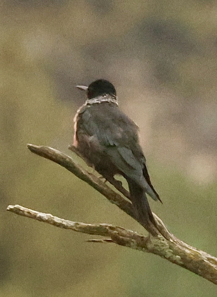 Lewis's Woodpecker - ML643359034