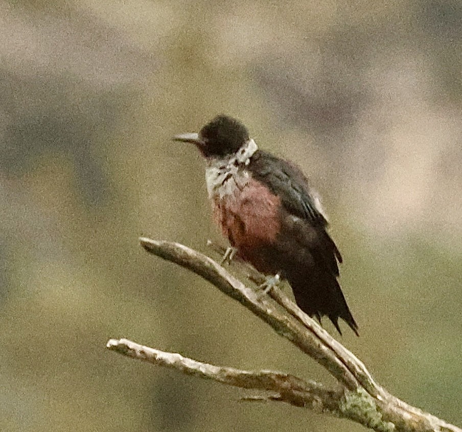 Lewis's Woodpecker - ML643359035