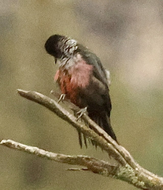 Lewis's Woodpecker - ML643359036