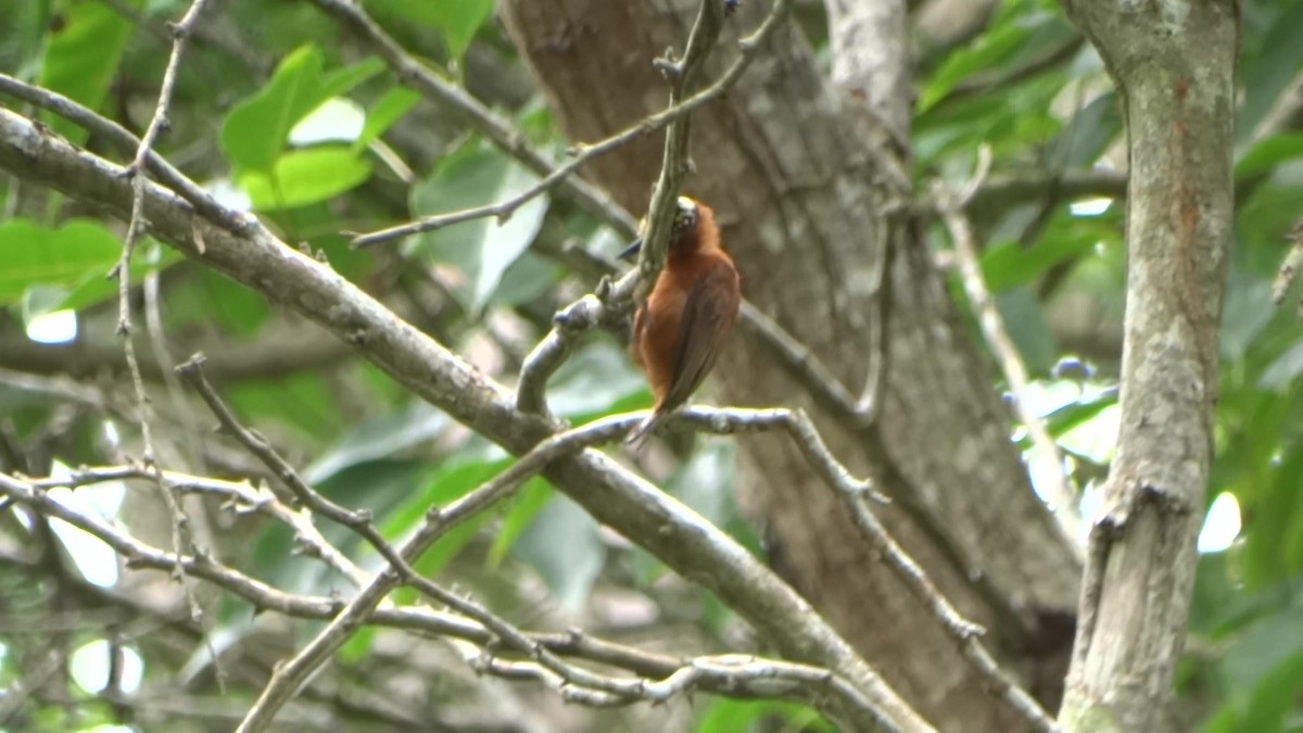 Chestnut Piculet - ML643359037