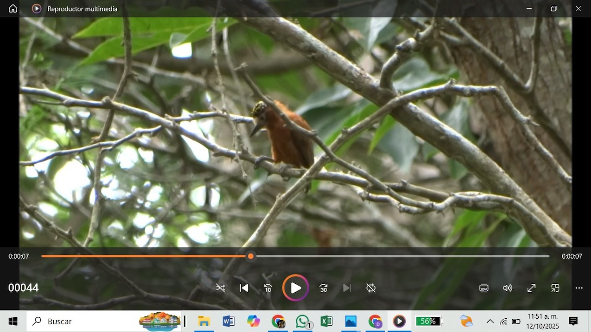 Chestnut Piculet - ML643359046