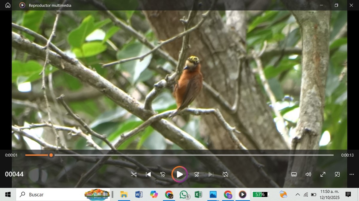 Chestnut Piculet - ML643359047