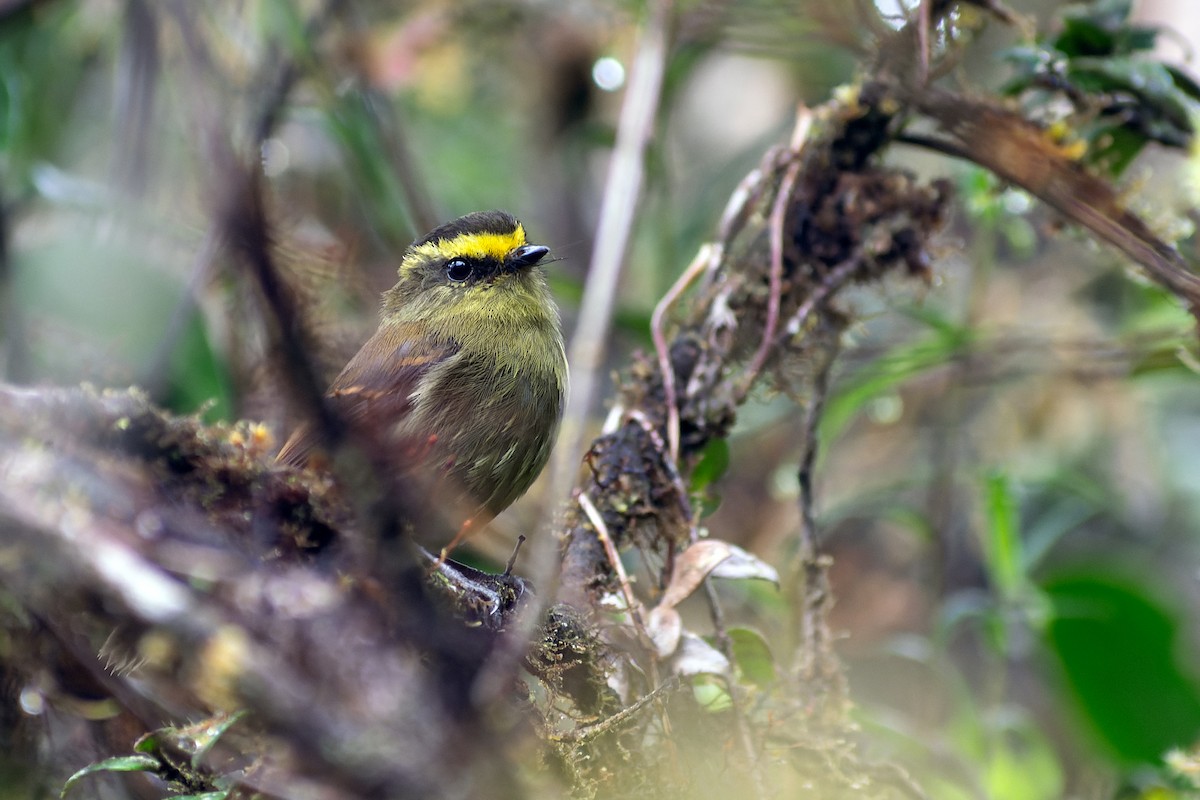 Yellow-bellied Chat-Tyrant - ML643359058