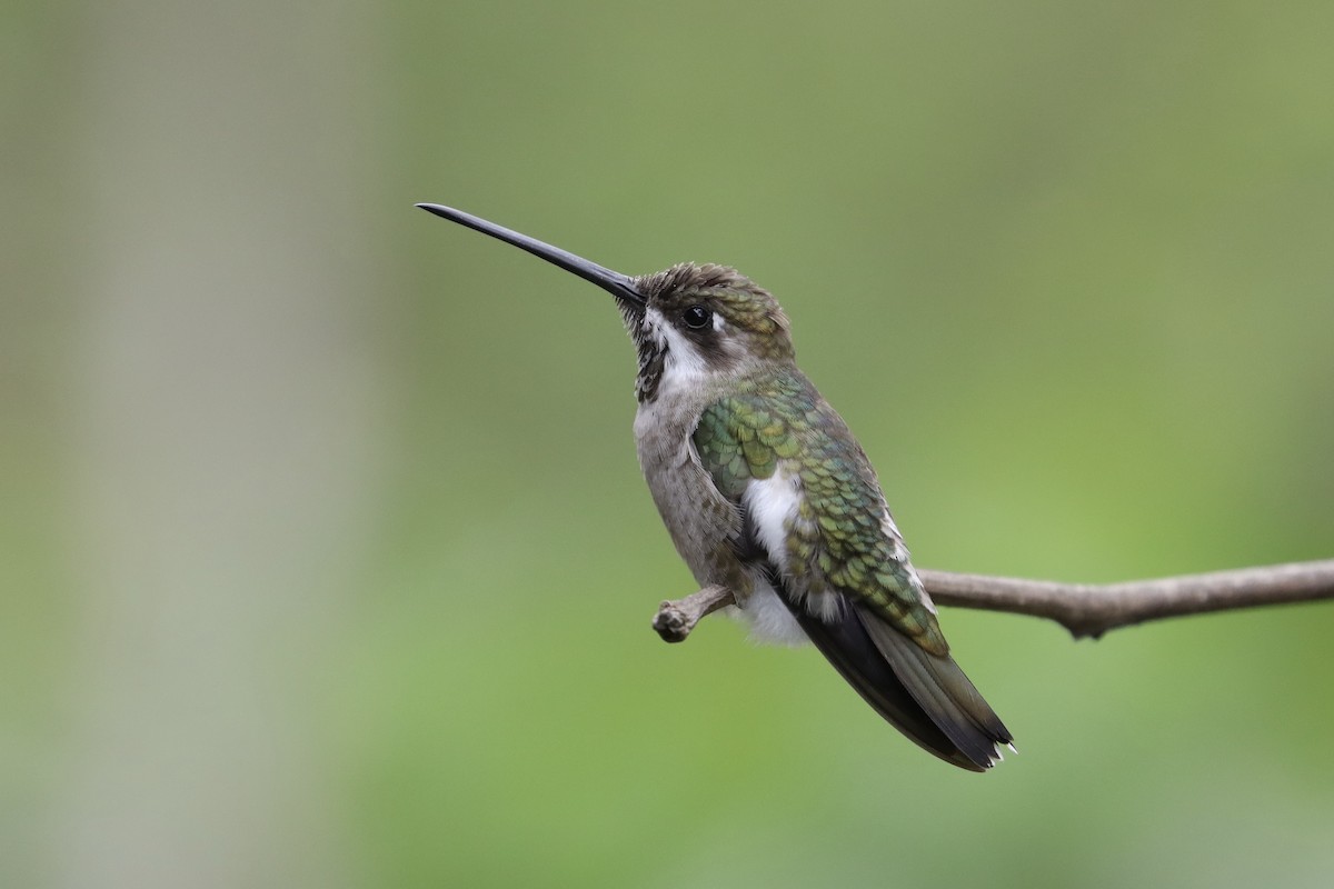 Plain-capped Starthroat - ML643359073