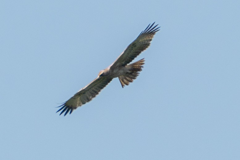 Bonelli's Eagle - ML643359076