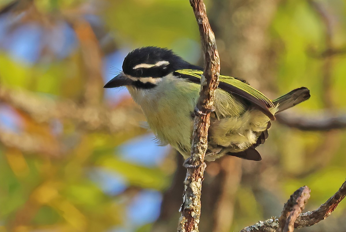 Yellow-rumped Tinkerbird - ML643359098
