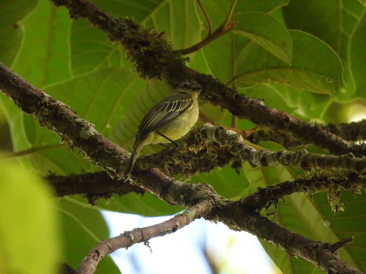 Peruvian Tyrannulet - ML643359105