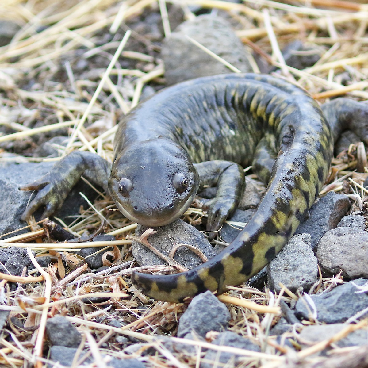 Western Tiger Salamander - ML643359106