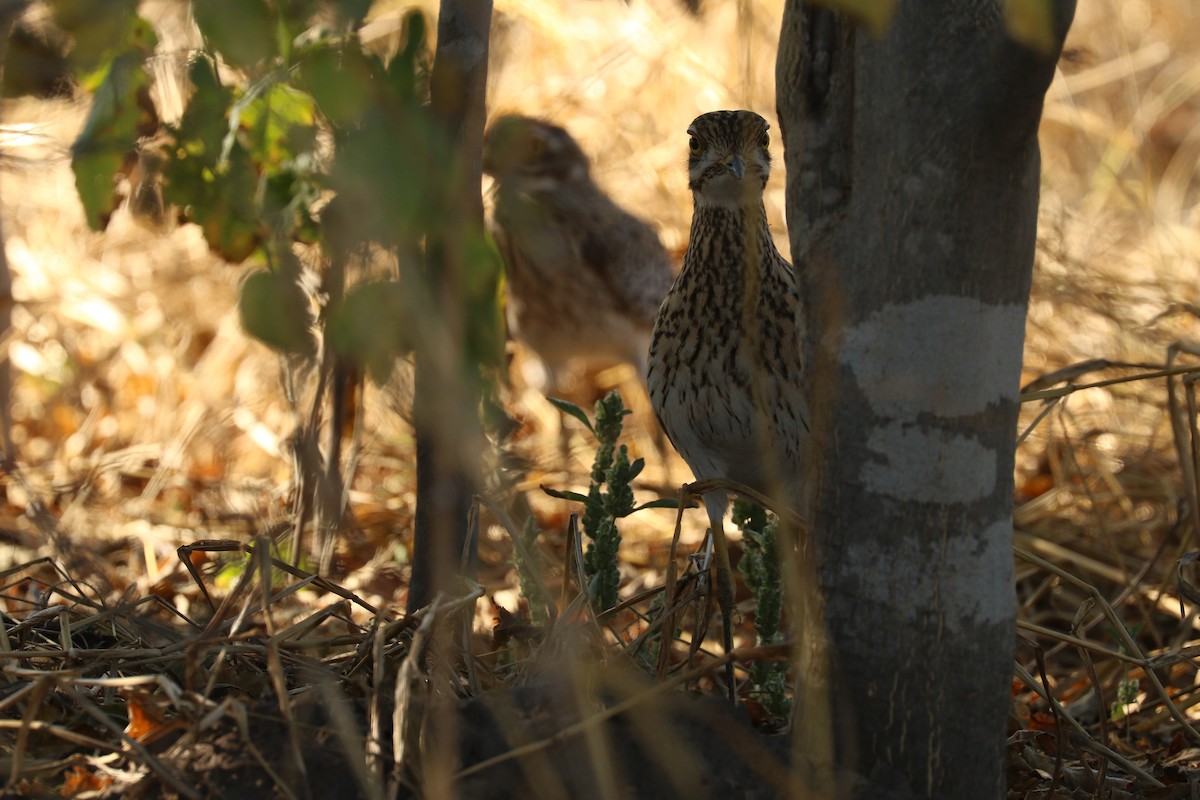 Spotted Thick-knee - ML643359108