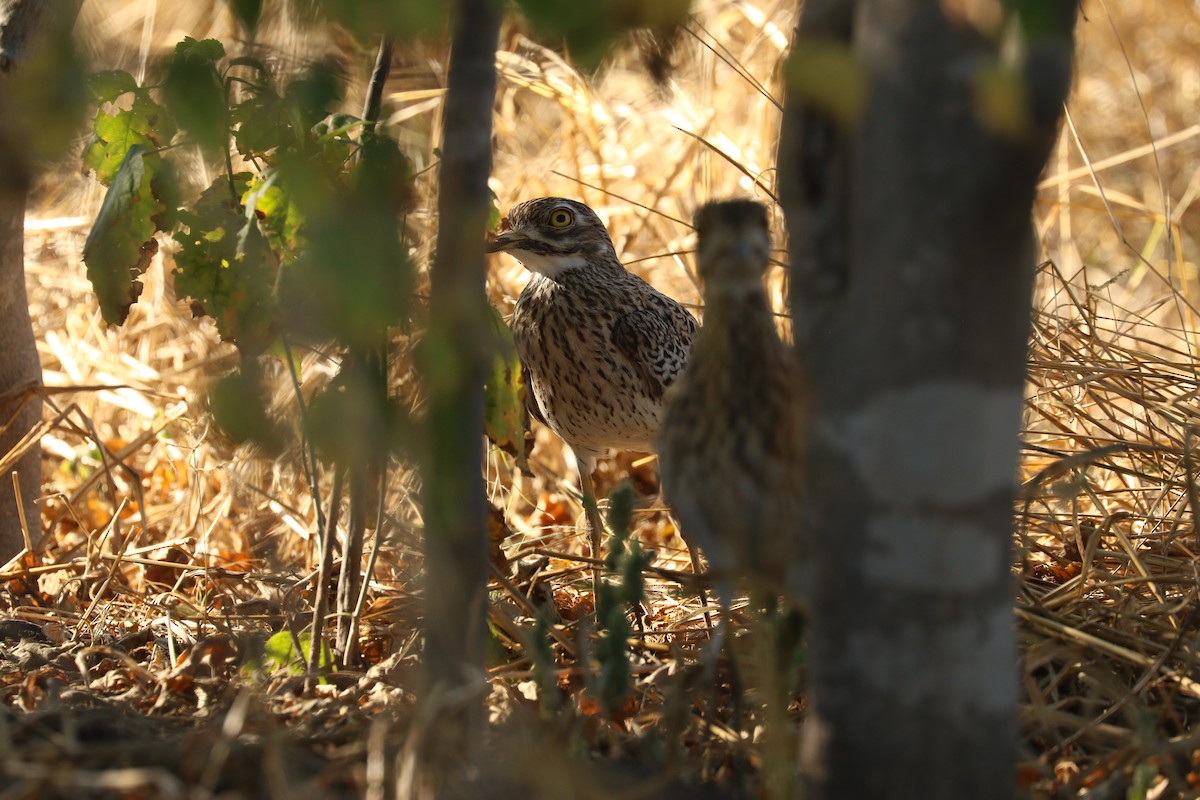 Spotted Thick-knee - ML643359109