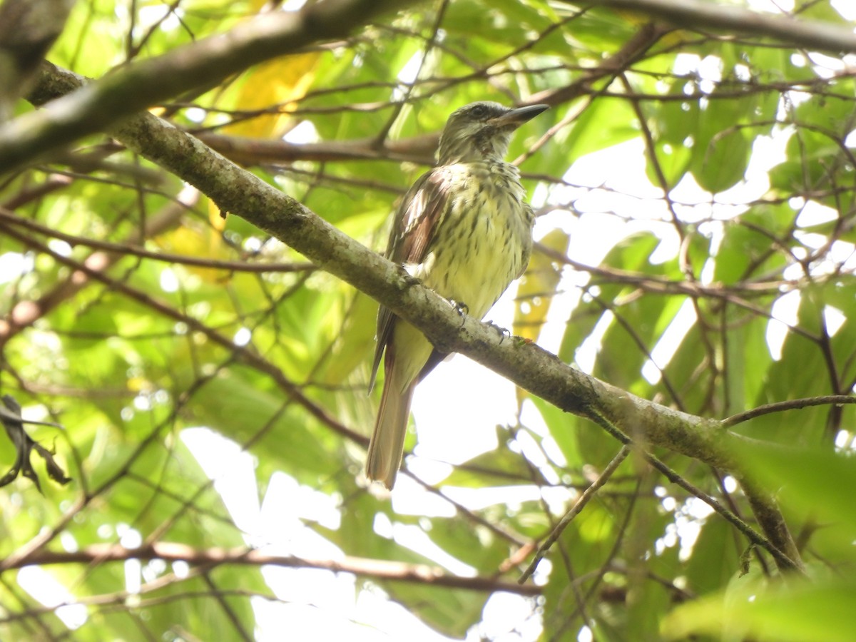 Sulphur-bellied Flycatcher - ML643359122