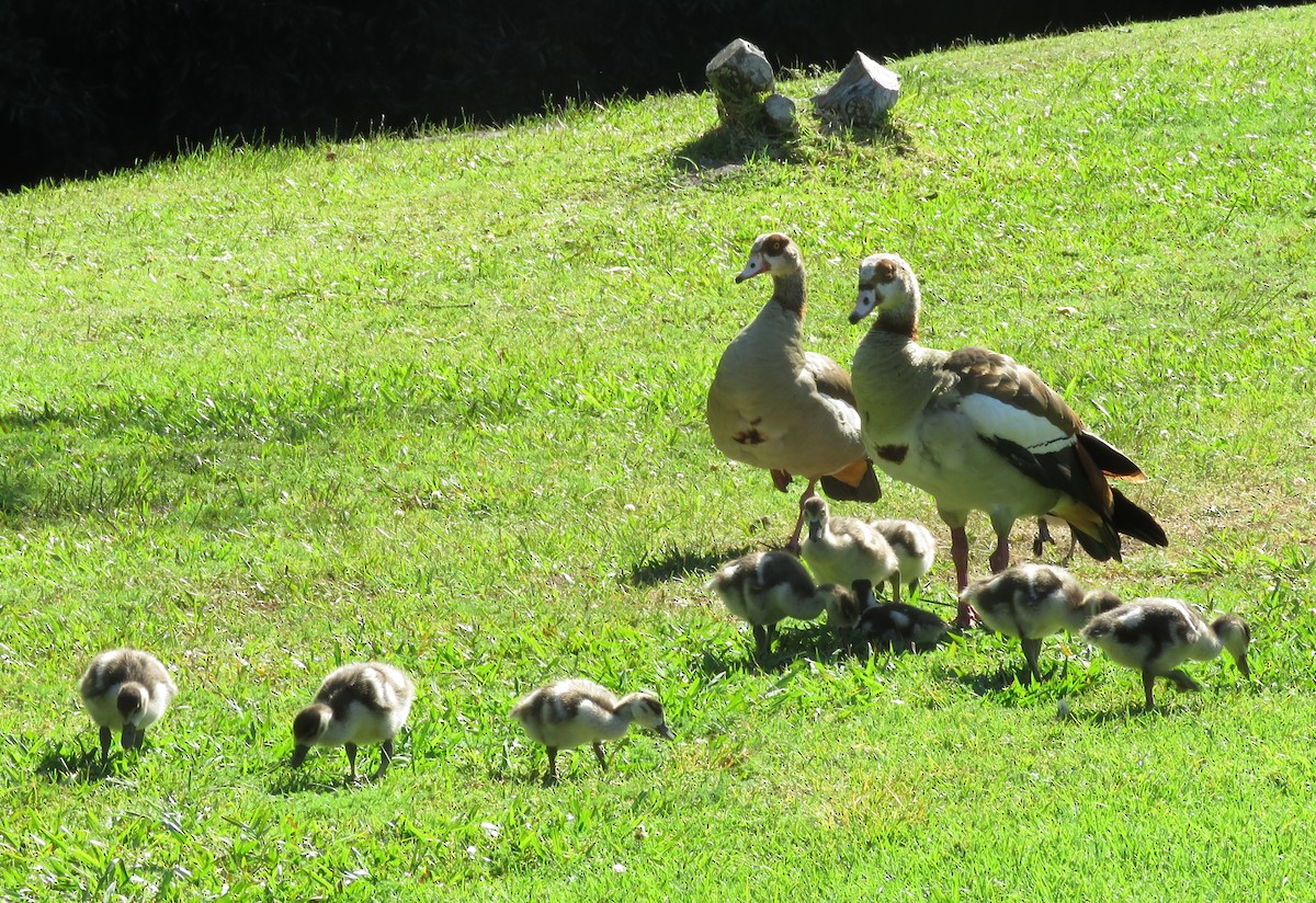 Egyptian Goose - ML643359134