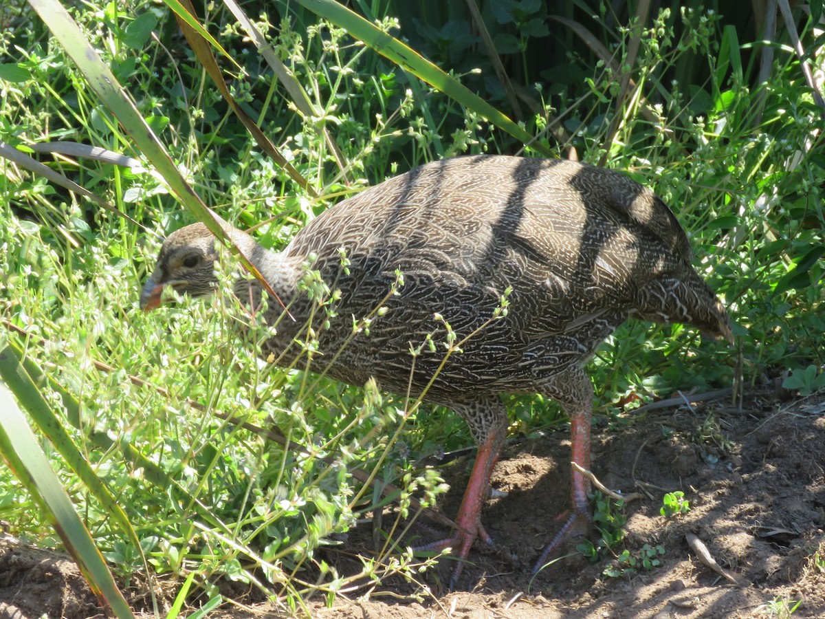 Cape Spurfowl - ML643359144