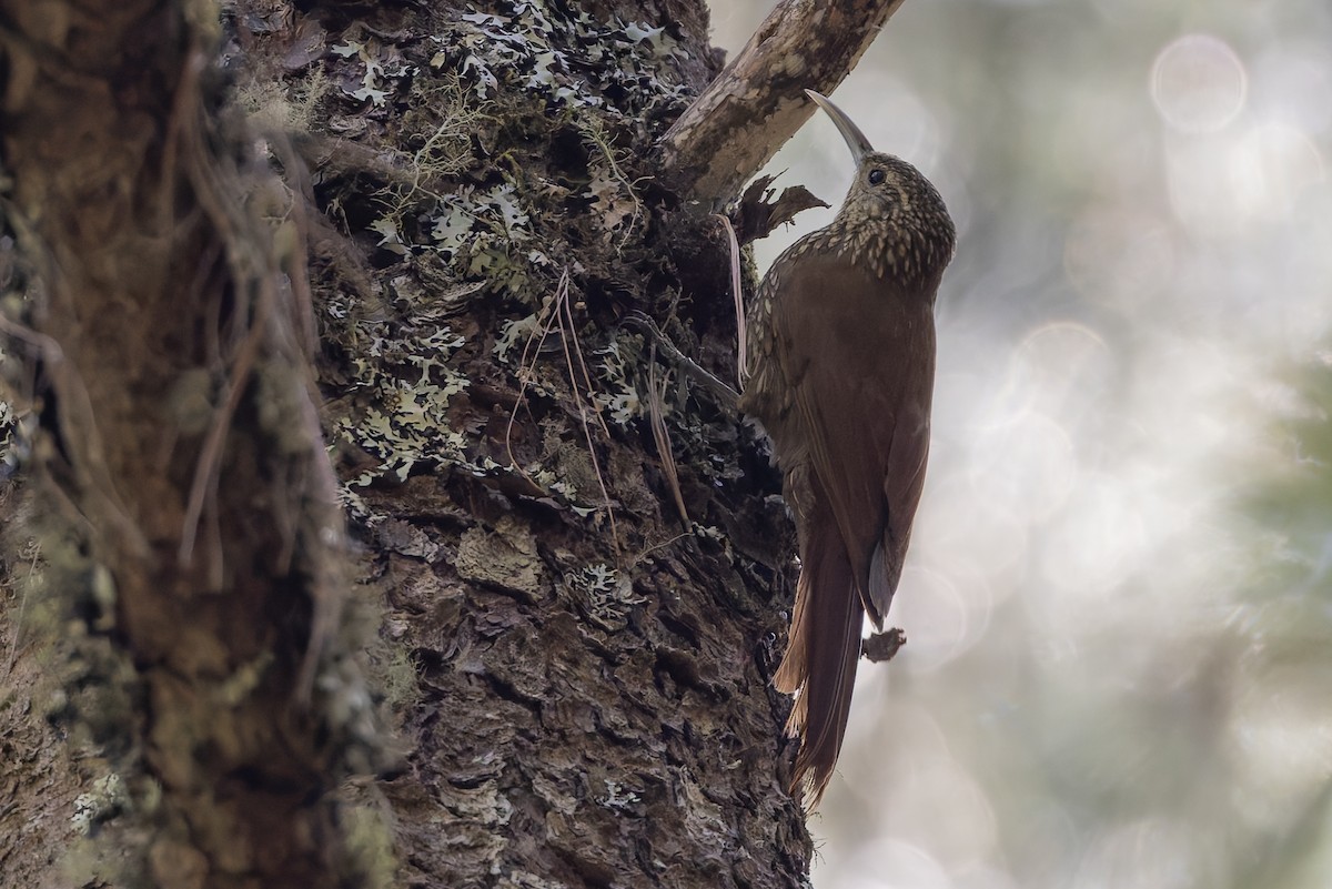 prikkronetreløper - ML643359166