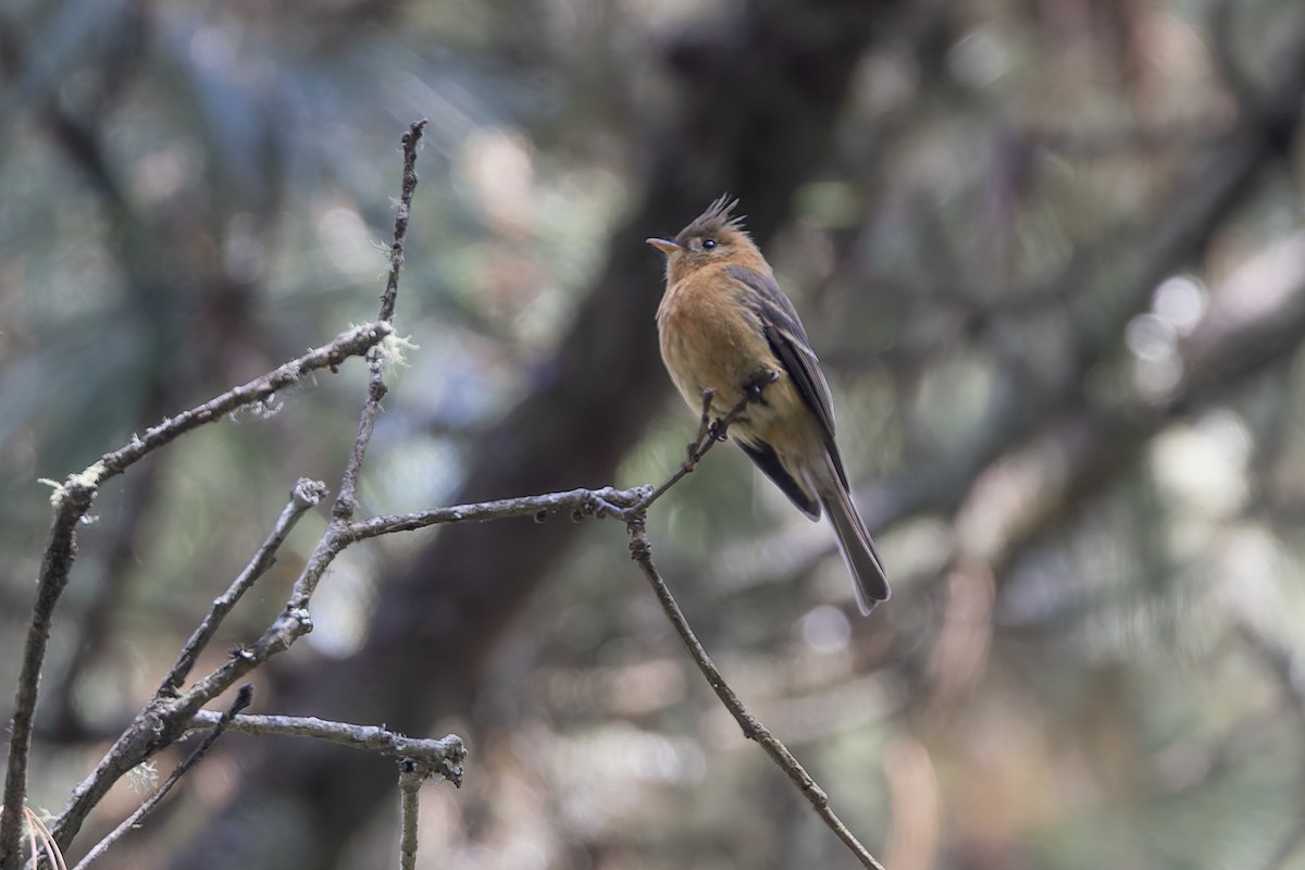 Tufted Flycatcher (Mexican) - ML643359178
