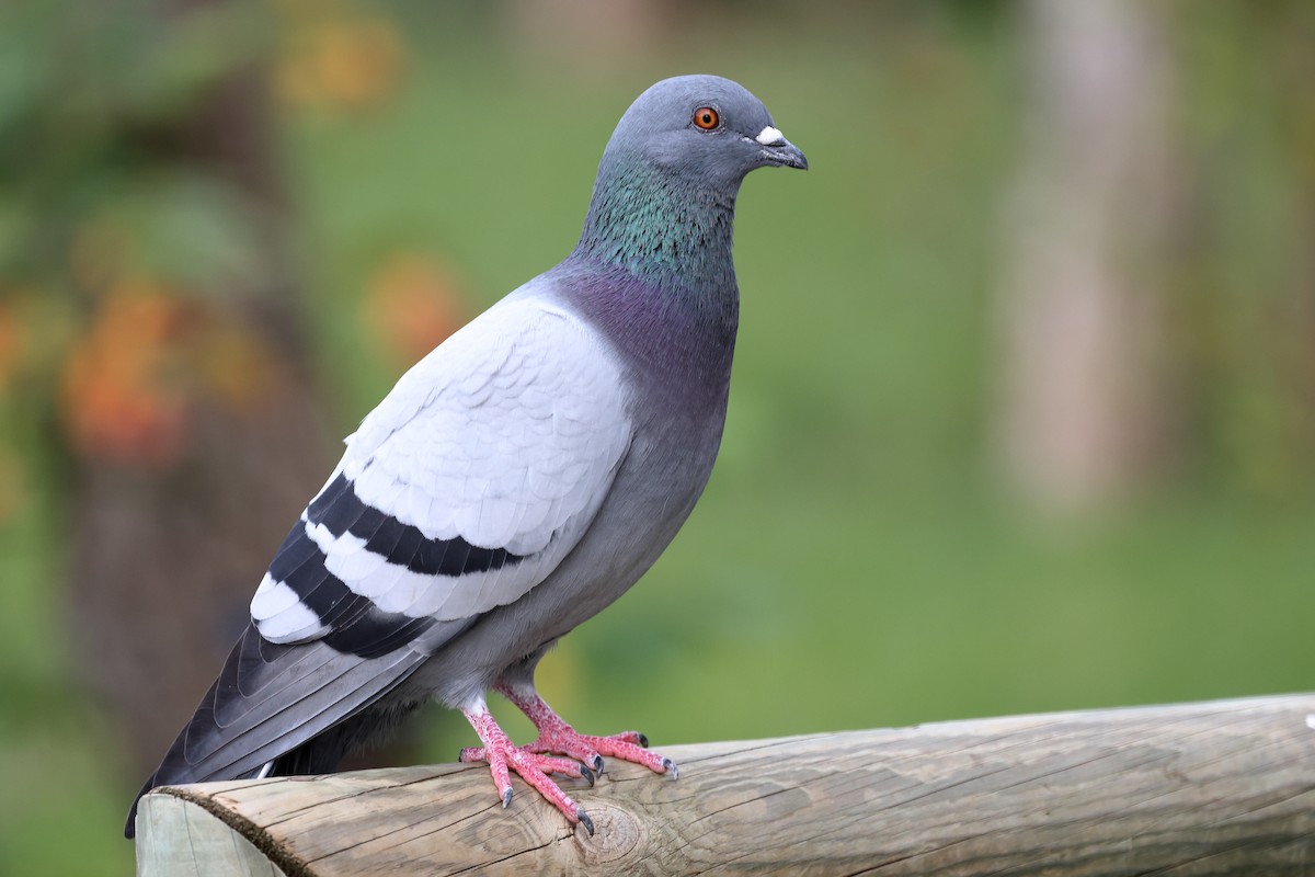Rock Pigeon (Feral Pigeon) - ML643359199