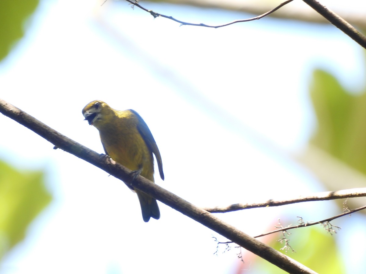 libohlásek uzdičkový - ML643359200